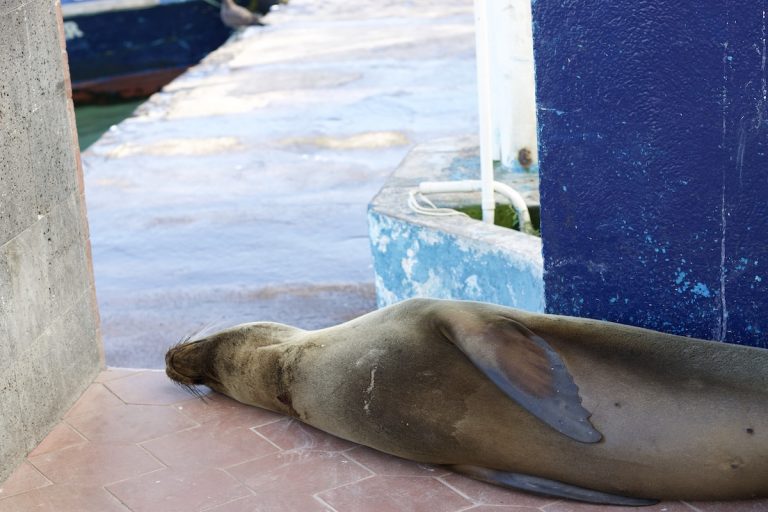 City of Puerto Ayora Galapagos