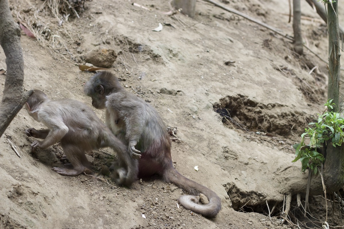 Ecuadorian monkeys in Amaru Zoológico Bioparque