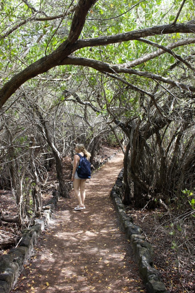 Exploring Isabella island wetlands