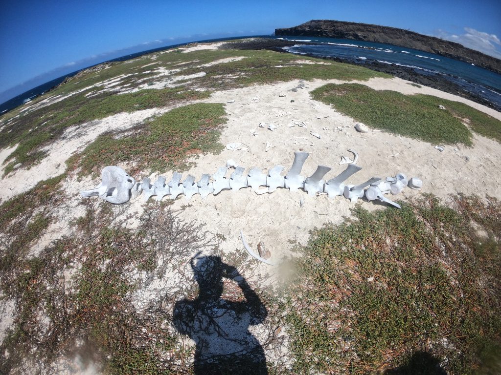 Sealion bones on Mosquera Islet island