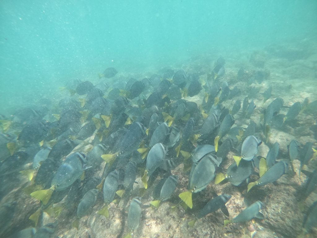 Fish during snorkelling at Mosquera Islet