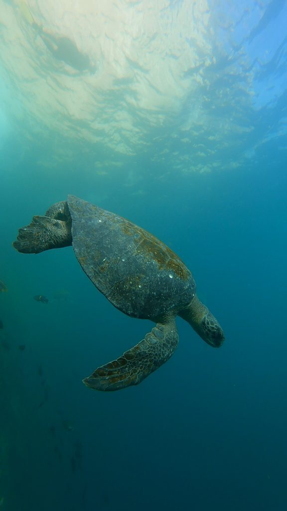 Seeing a Hawksbill turtle while snorkeling at Kicker Rock