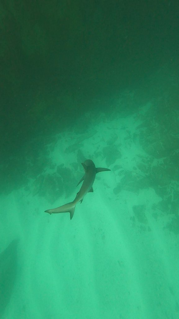 Chasing shark at Kicker Rock