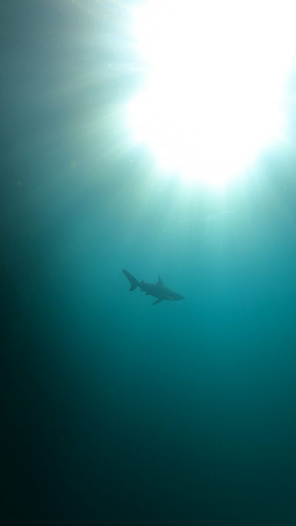 Spotting shark at Kicker Rock