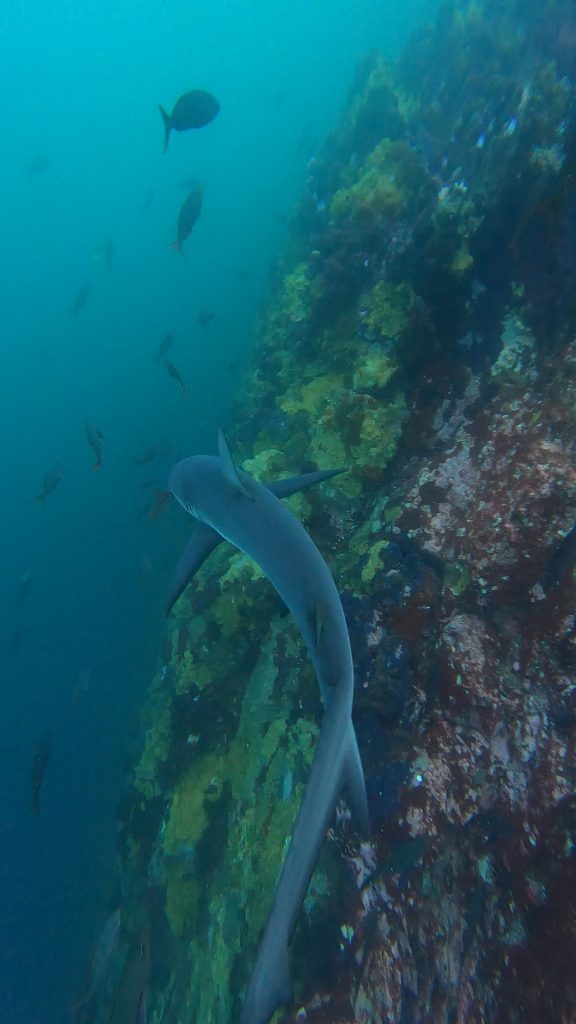 Marine life at Kicker Rock