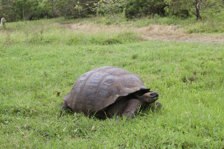 Galapagos Giant Turtle at El Chato Tortoise Reserve (Turtle Ranch) in Santa Cruz Island, Galapagos