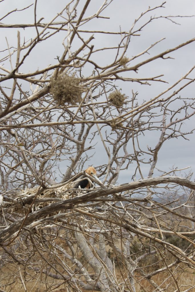 Watching ground finch during North Seymour Island Tour