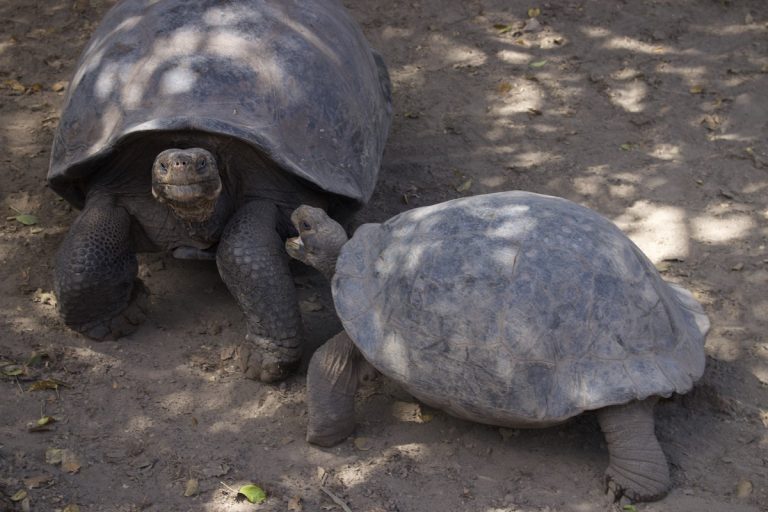 Galapaguera de Cerro Colorado, San Cristobal, Galapagos 