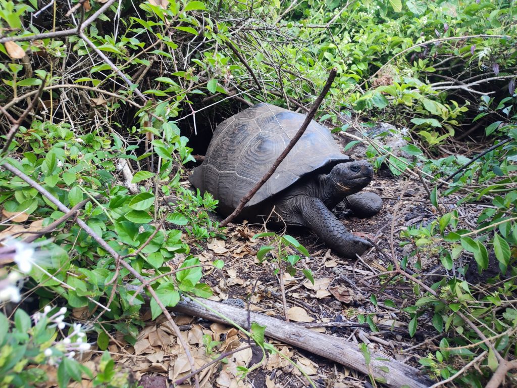 Galapagos Turtle on the Wall of Tears trail