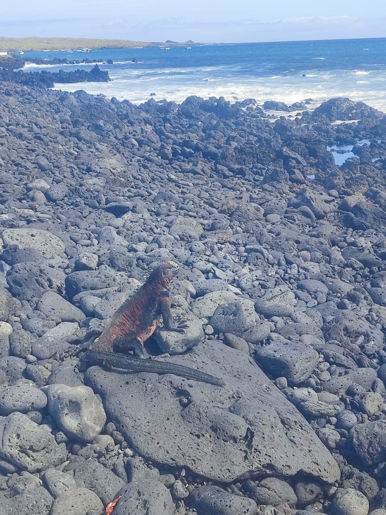 Land Iguana at Devil's Crown on Floreana island Galapagos