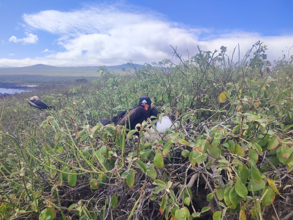 Watching wildlife at Lobos Island, Galapagos