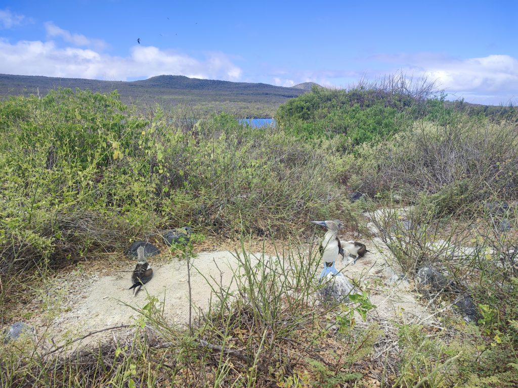 Blue footed boobie on Lobos Island Galapagos