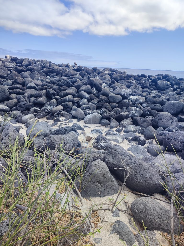 Volcanic stones at Lobos Island