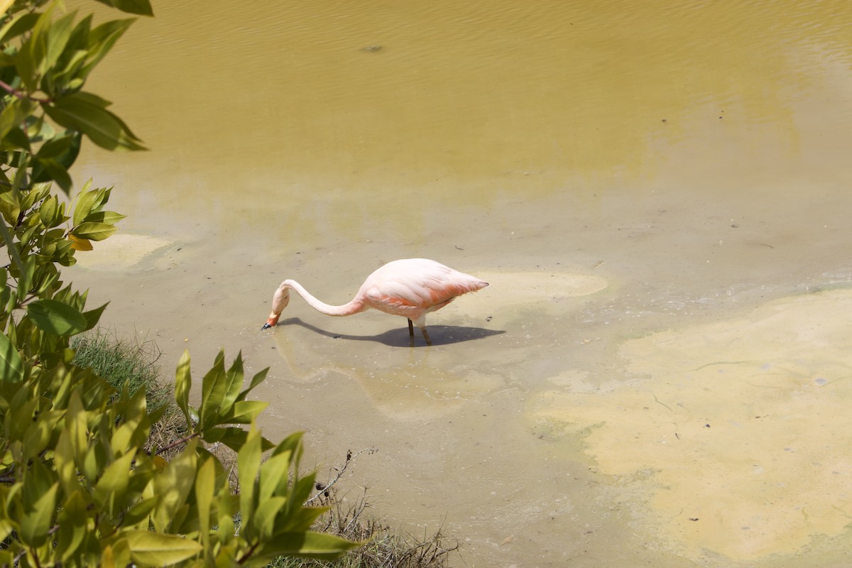 Pink Flamingo in Puerto Villamil