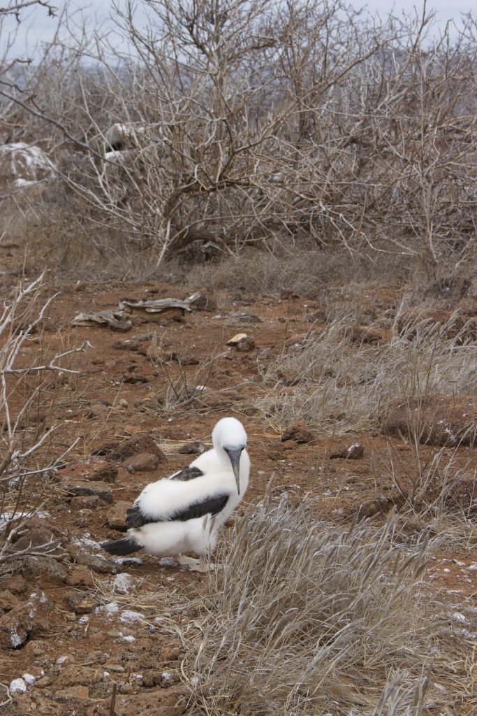 Watching small birds during North Seymour Island Tour