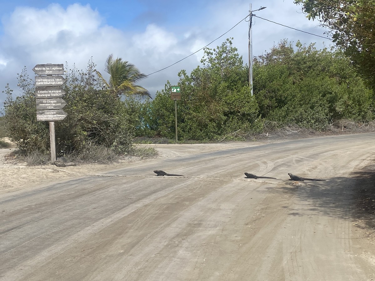 Iguana crossing at Isabela Island, Galapagos