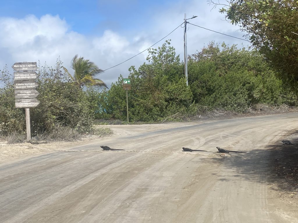 Iguanas are crossing the road by the hotel