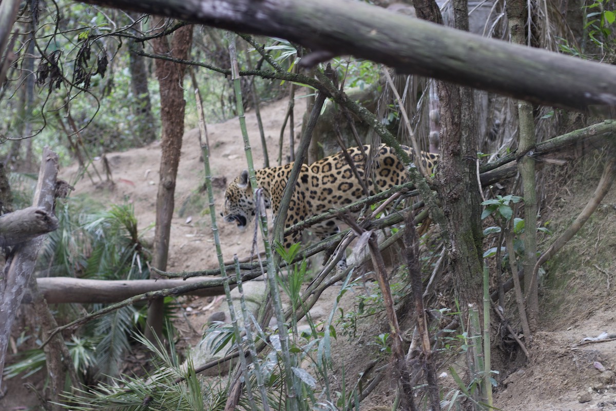 Jaguar in Amaru Zoológico Bioparque