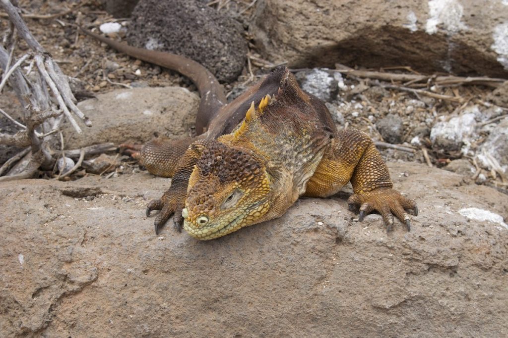 Lava Lizard at North Seymour Island Galapagos