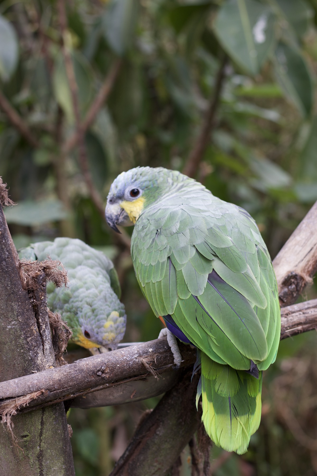 Macaws Amaru Zoológico Bioparque