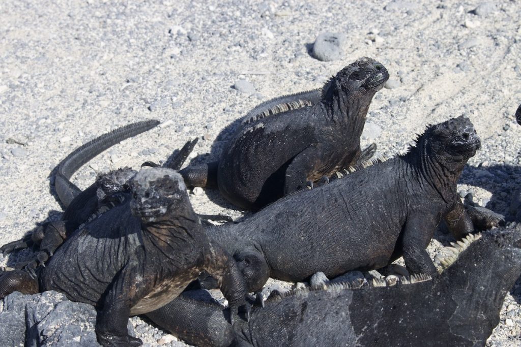 Galapagos Marine Iguanas at Concha Perla
