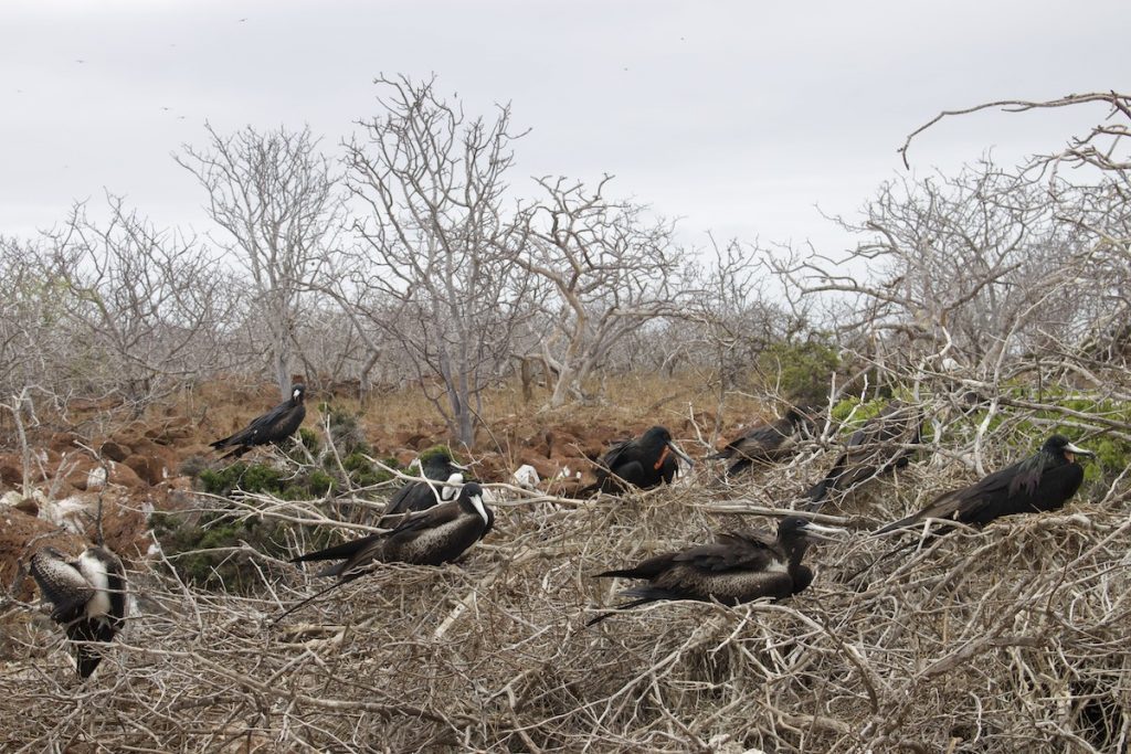 North Seymour Island Tour Galapagos