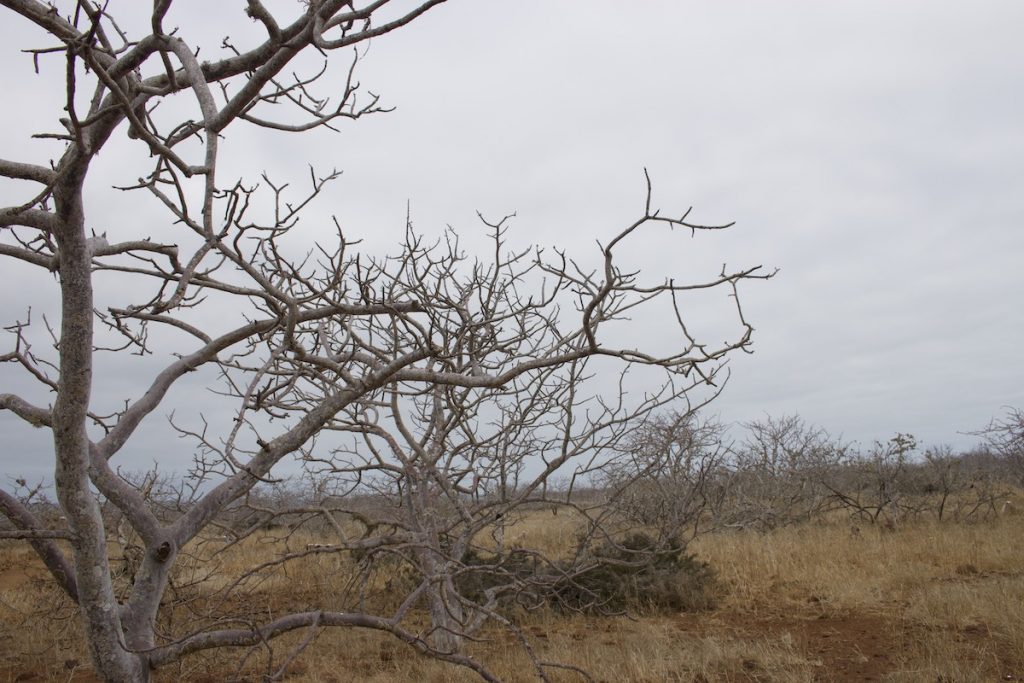 North Seymour Island landcape Galapagos