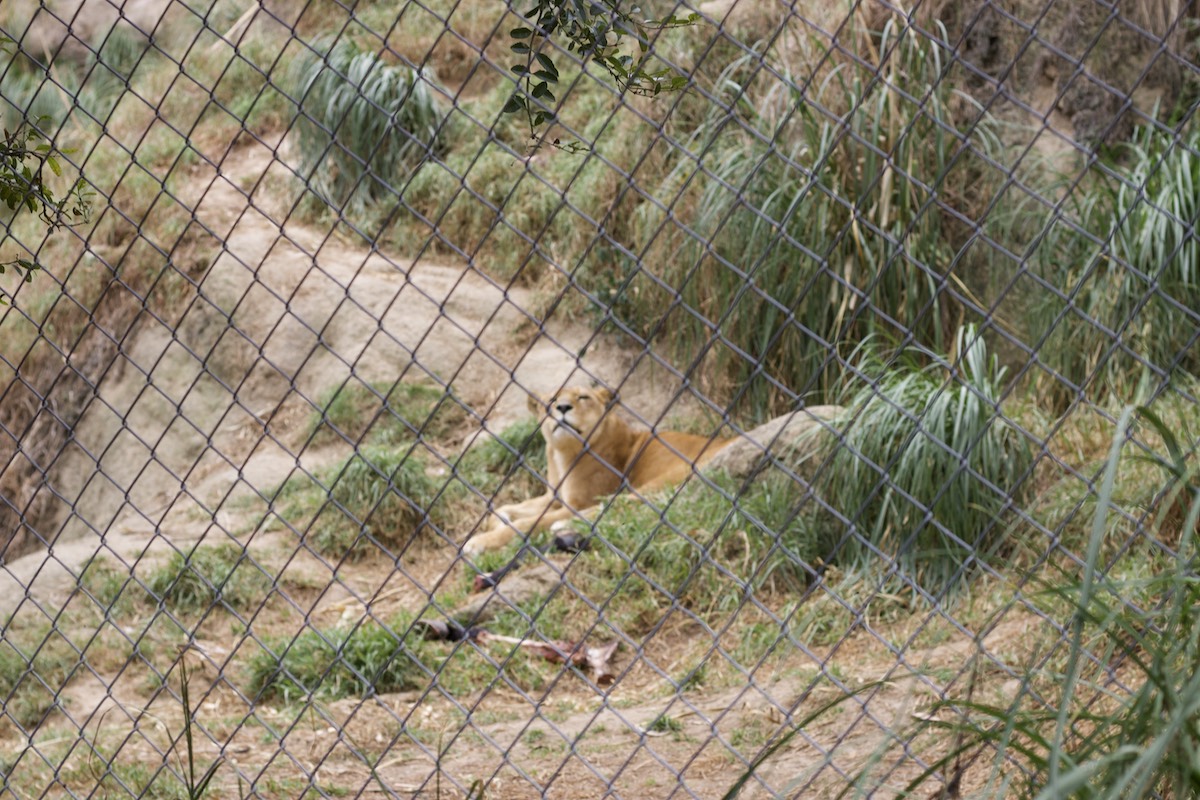 Pumas in Amaru Zoológico Bioparque