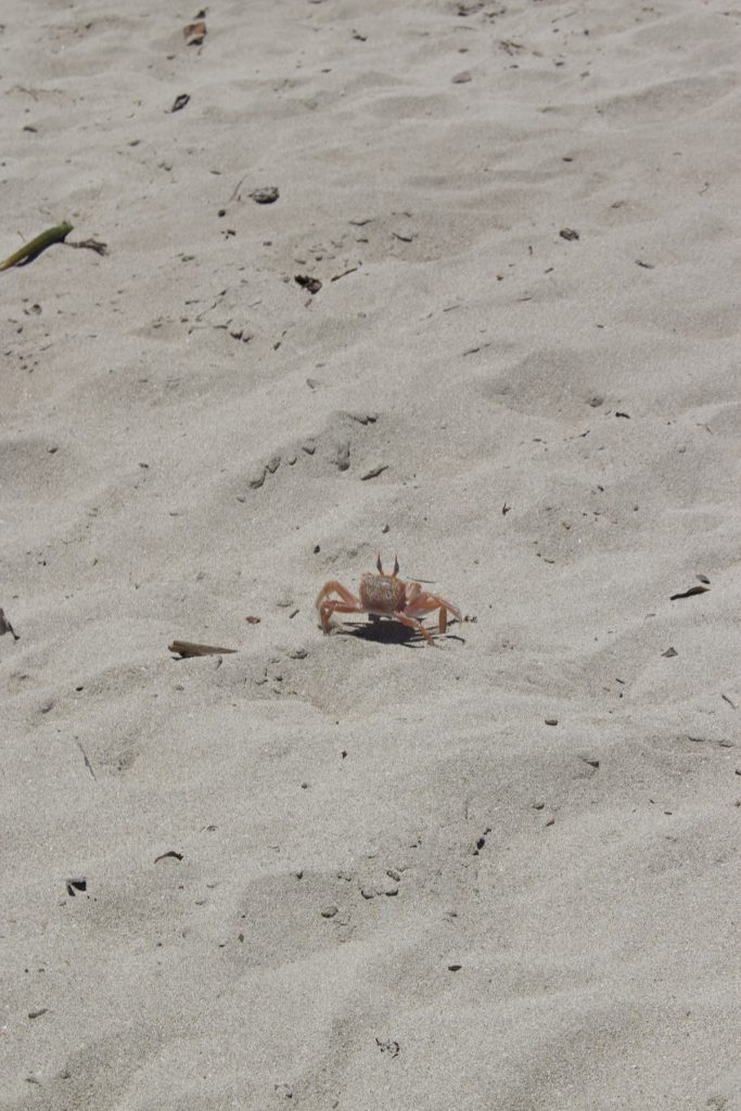 Sally Lightfoot crab at Floreana Island Galapagos