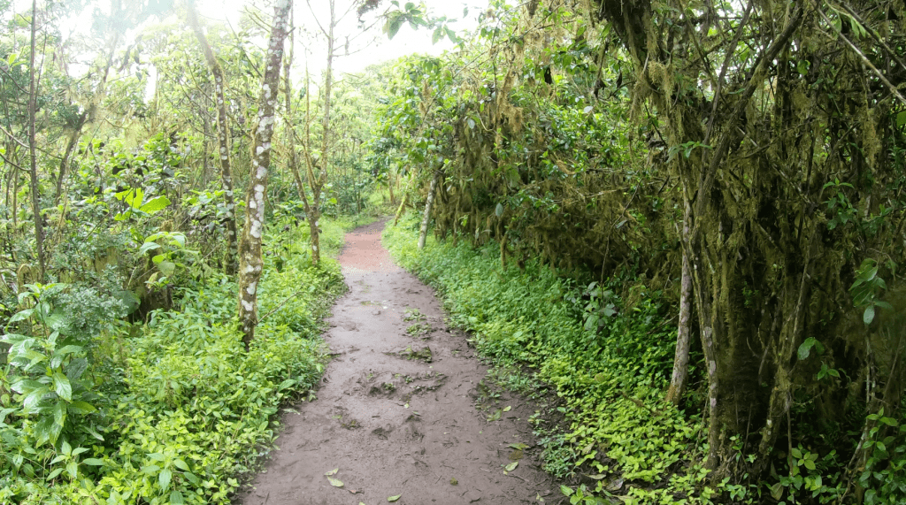 Another pathway to Los Gomelos crater