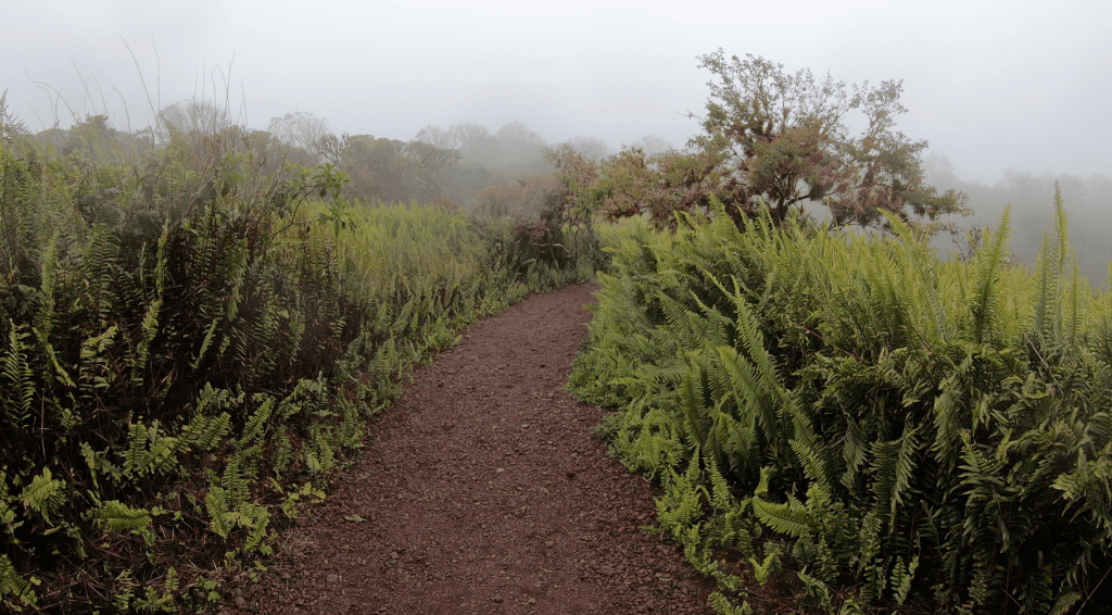 Pathway to Los Gomelos crates