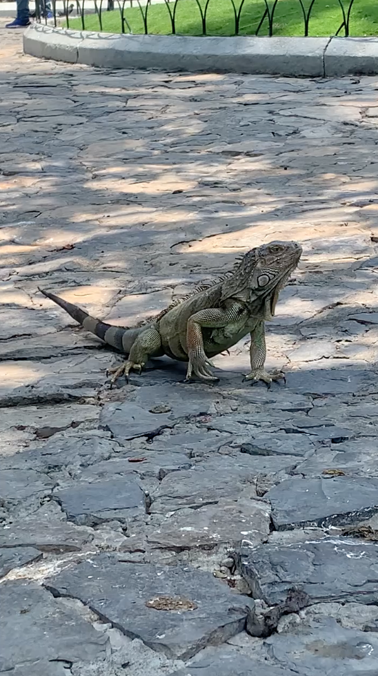 Land Iguana is walking in Parque Seminario