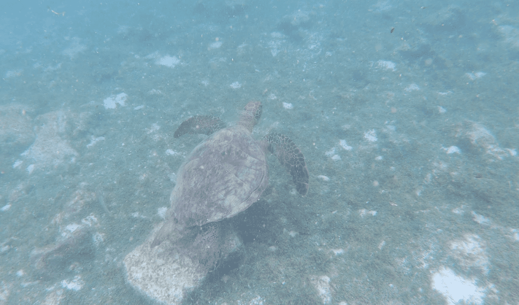 Bahia Sardina snorkelling during tour 360 San Cristobal