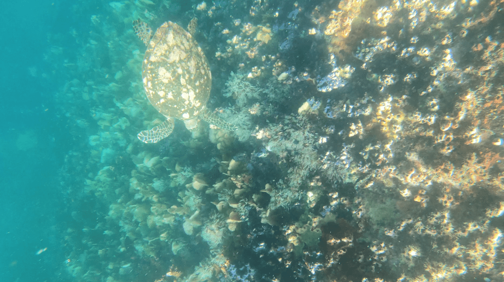 Turtle at Kicker Rock