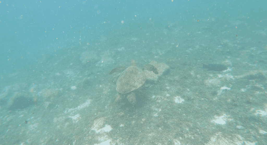 Watching turtle while snorkelling at Snorkeling in North Seymour Island (Mosquera Islet)