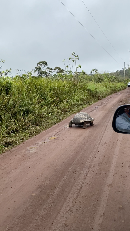Galapagos Giant tortoises on the way to El Chato Tortoise Reserve