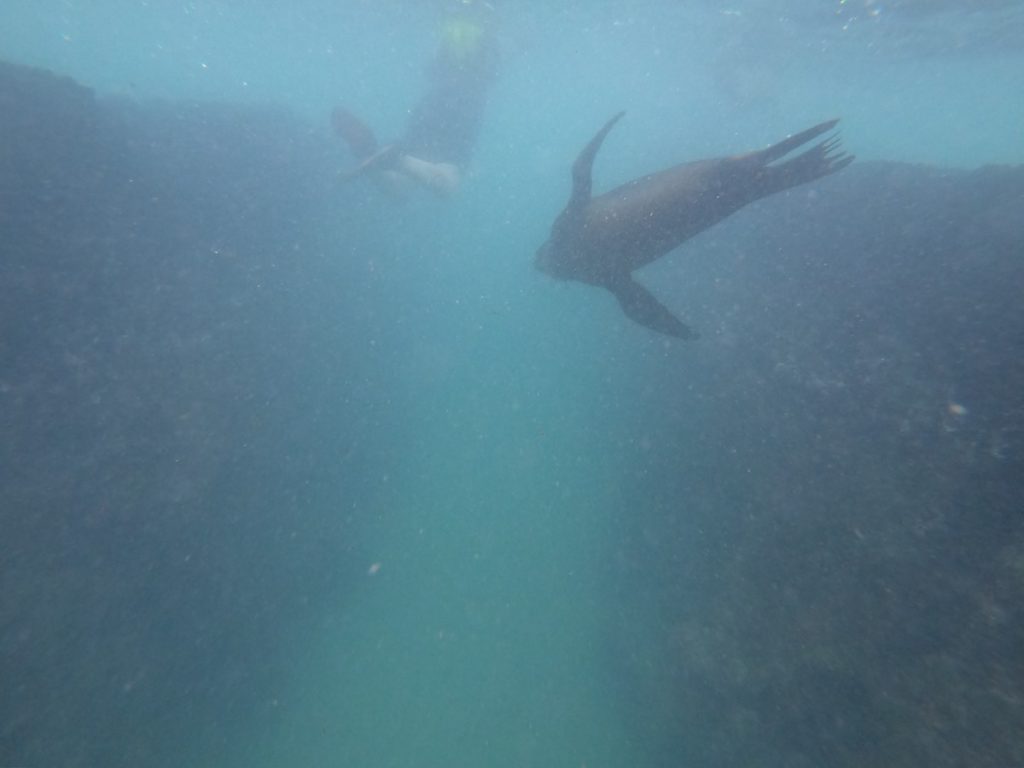 Sealions at Floreana Island Galapagos