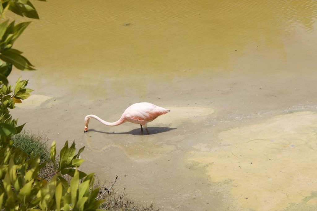Spotted pink flamingo at Laguna de los Flamingos