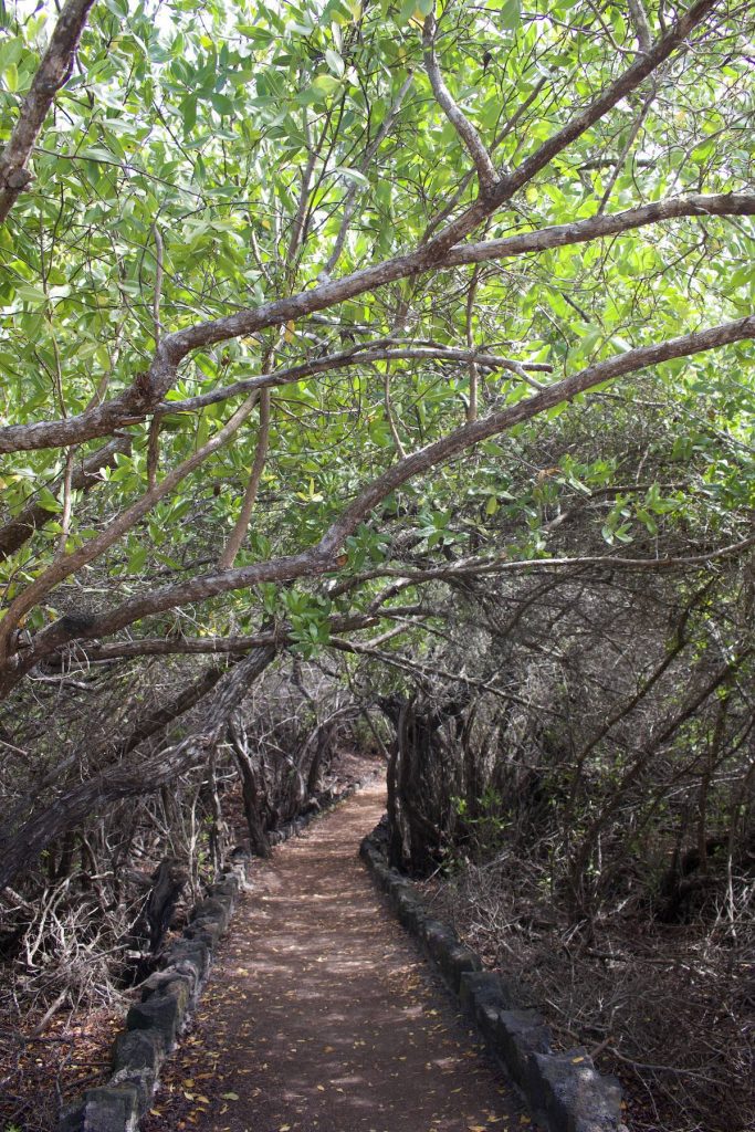 Trail to Laguna de los Flamingos in Isabela Island, Galapagos