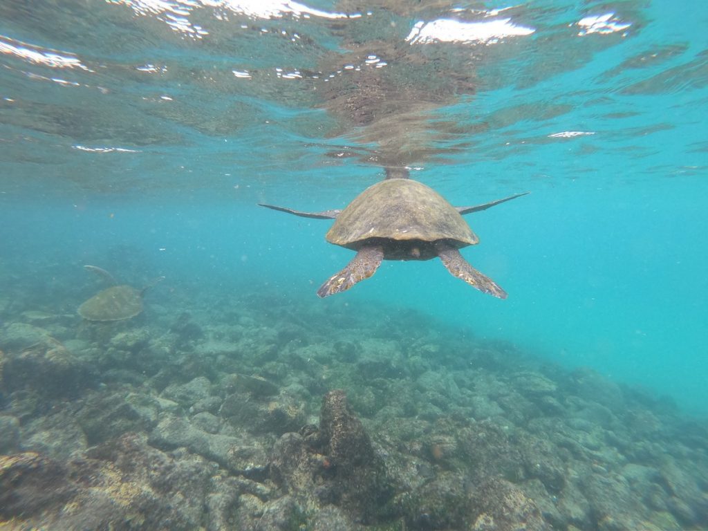 Snorkelling with turtle in the Galapagos