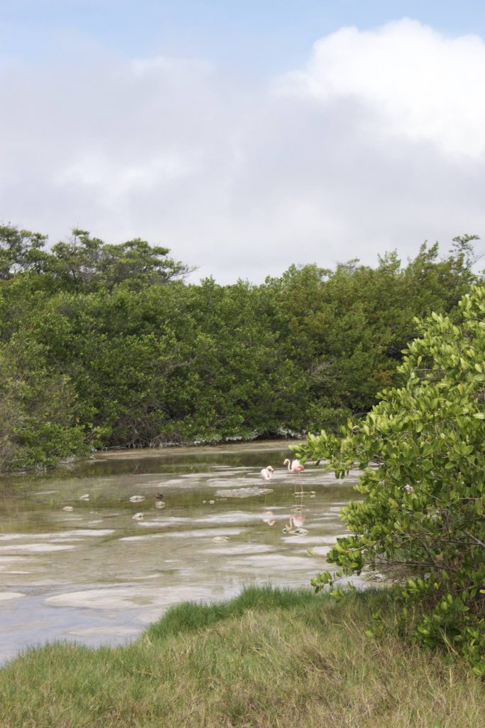 Watching birds and Flamingos at Laguna de los Flamingos in Isabela Island, Galapagos