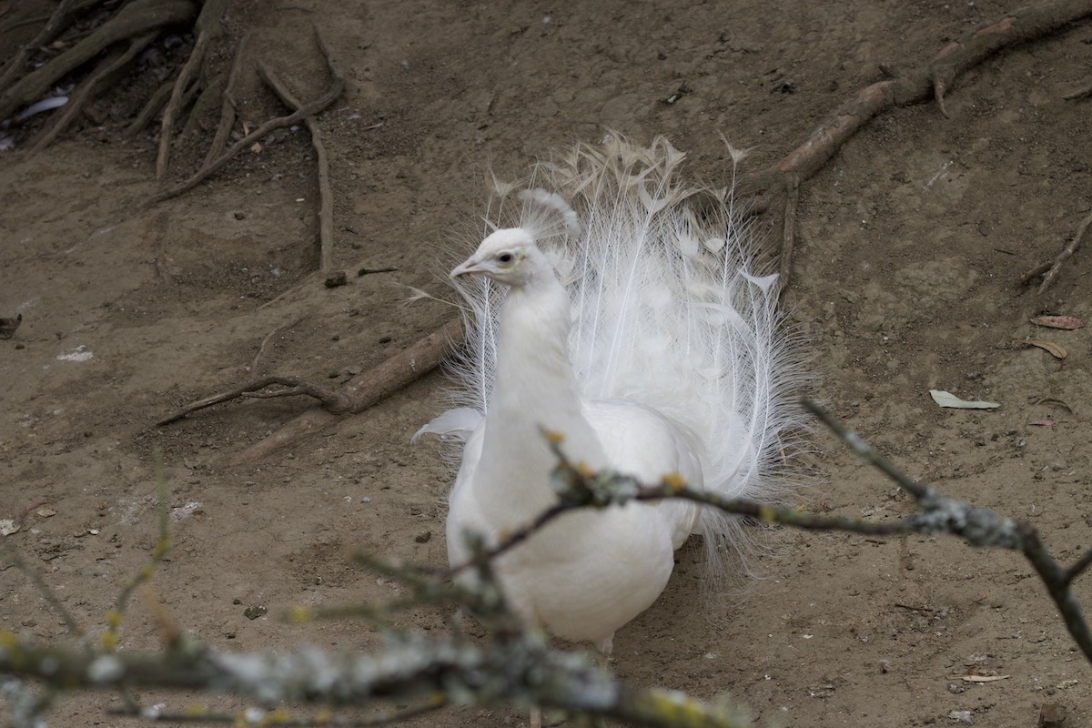 White peacock in Amaru Zoológico Bioparque