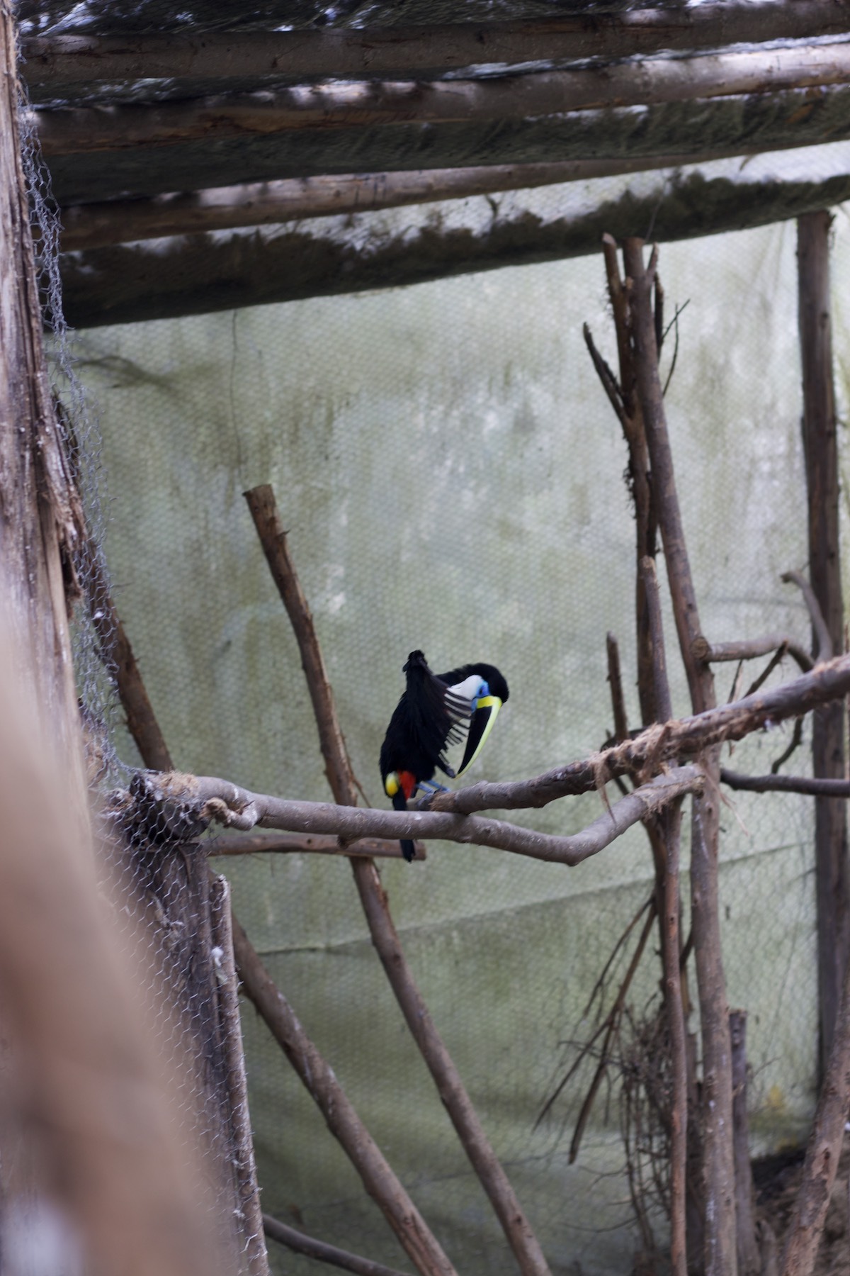 birds in Amaru Zoológico Bioparque