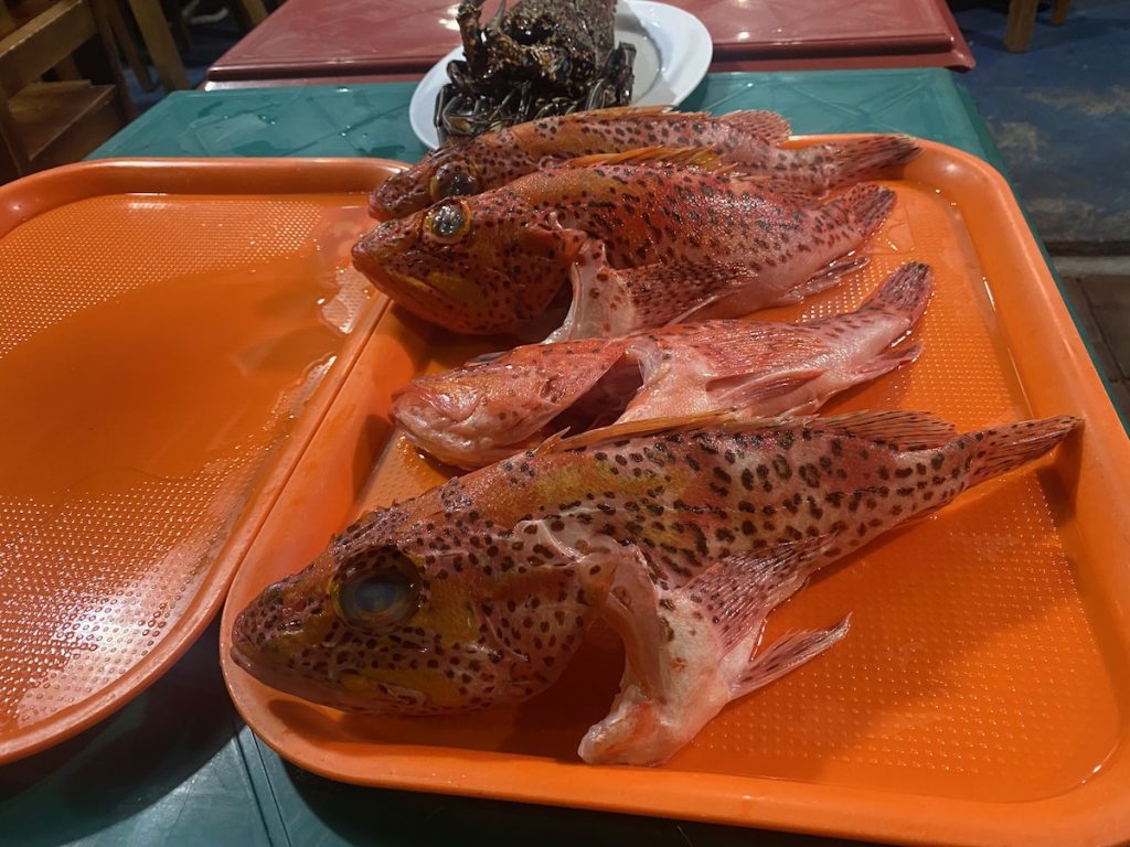 Raw Brujo fish at Puerto Ayora's food market