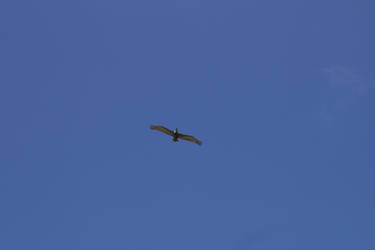 Bird watching at Tagus Cove, Isabella Island
