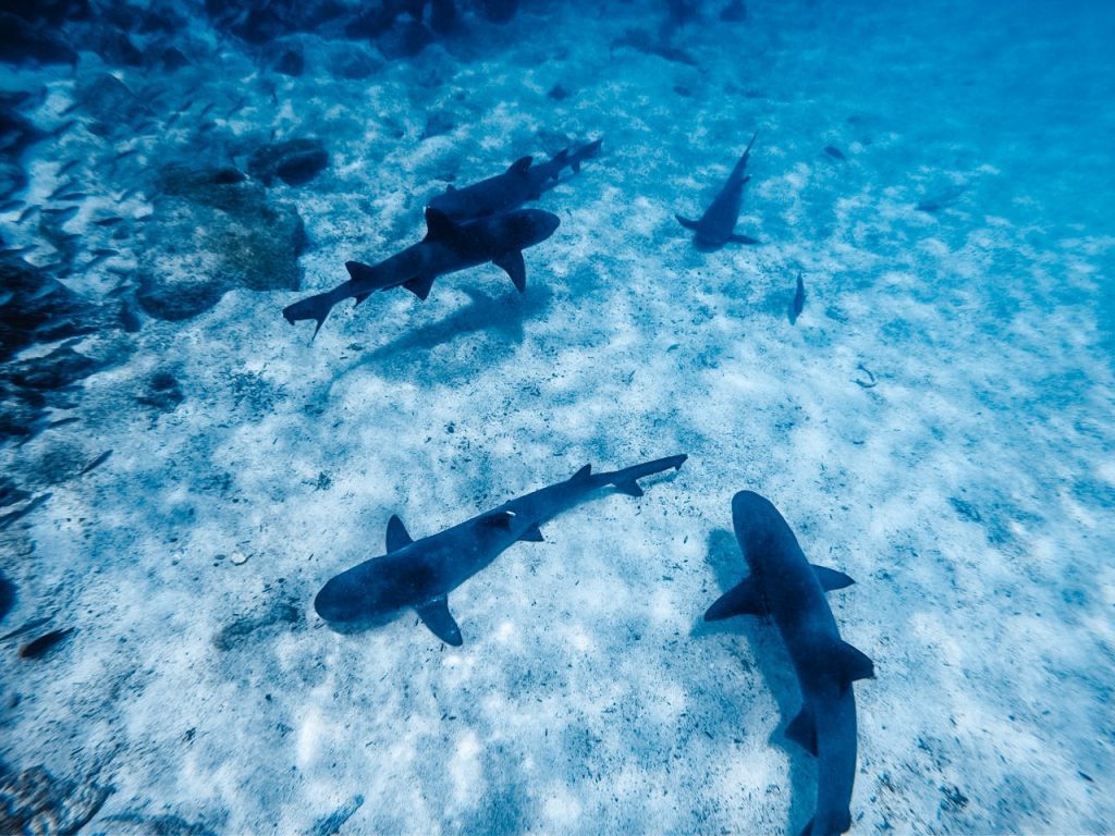 galapagos sharks on Pinzon Island