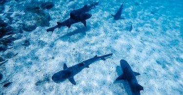 galapagos sharks on Pinzon Island