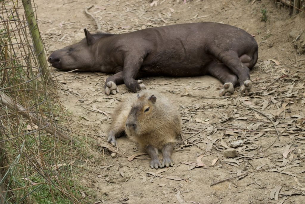 Giant tapir, peccaries and capybaras
