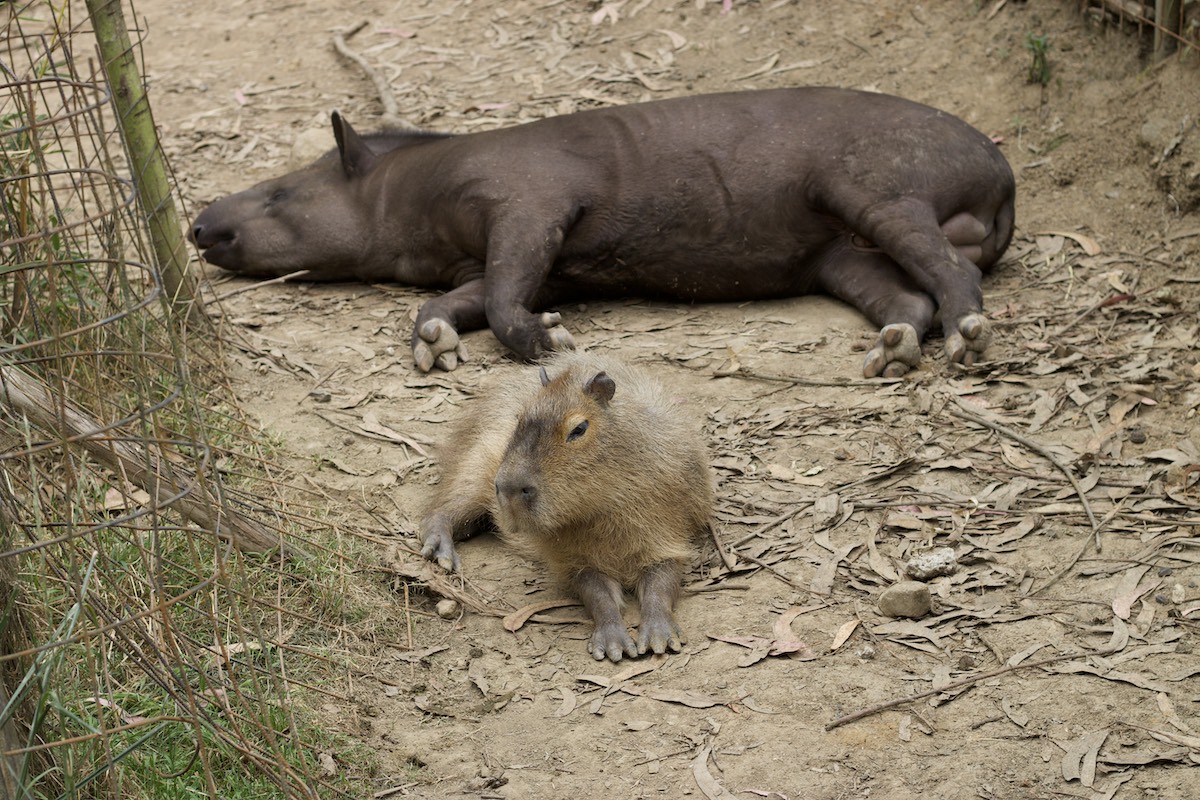 Tapir and capibara in Amaru Zoológico Bioparque