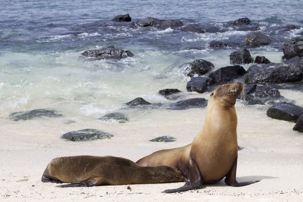 sea lions at Punta Pitt San Cristobal